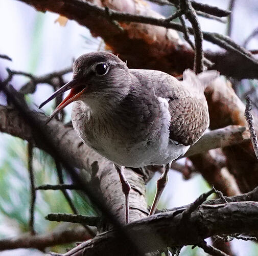 DSC05806