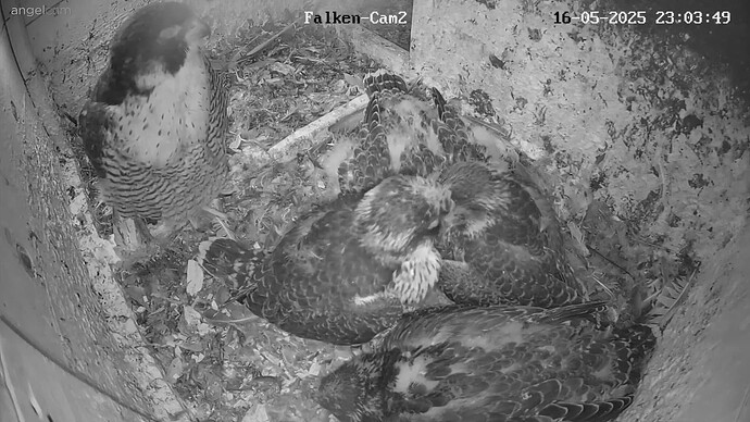 Köpfchen zusammen 1