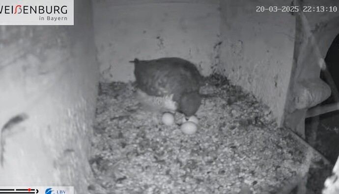 Screenshot_2025-03-20-22-42-13-213_com.google.android.youtube