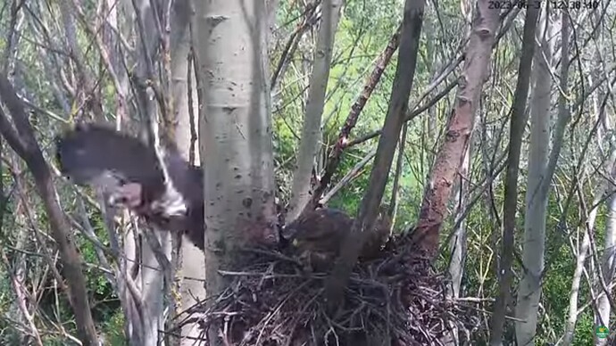 buzz_230630_B1fledge