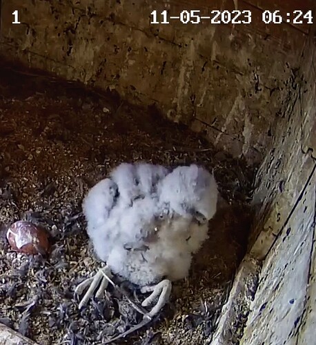 Screenshot_20230511-062445-01