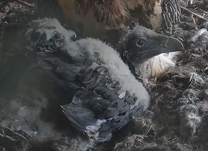 Riesenfedern 19.04.24