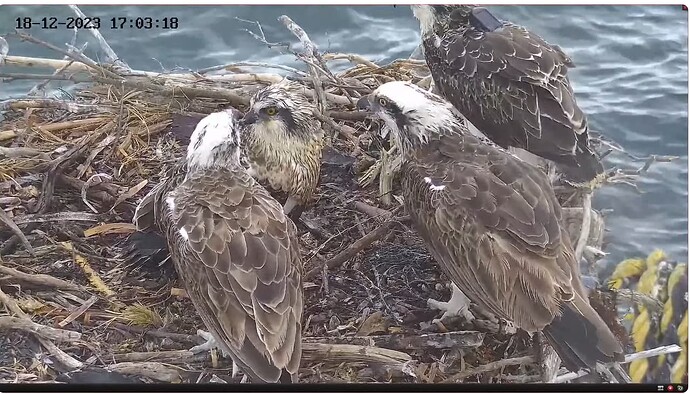 Screenshot 2023-12-18 111425