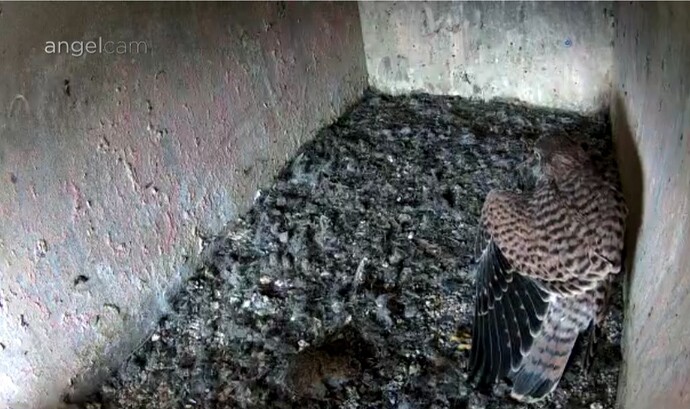 Screenshot_20240707_145727_Chrome