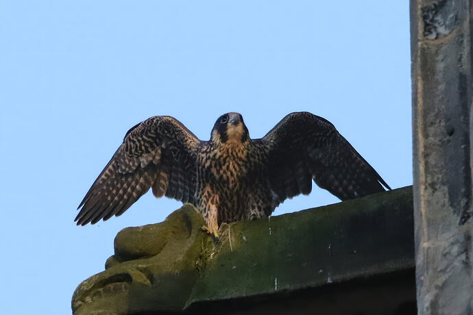 Jungfalke abends 4a