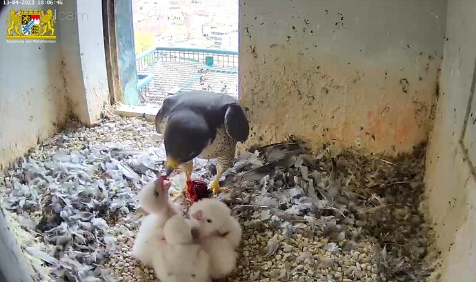 Screenshot_20230413-180707_Samsung Internet