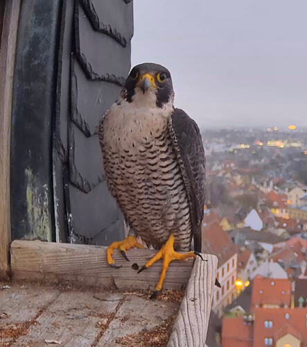 Screenshot_20260206_172828_Chrome