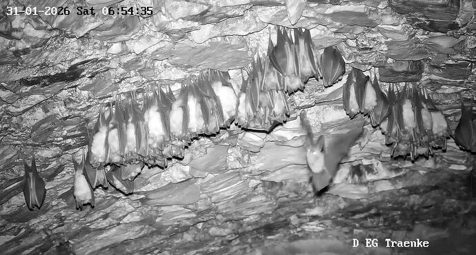 2026-01-31_2 ab 6.00 Langohr fliegend 1