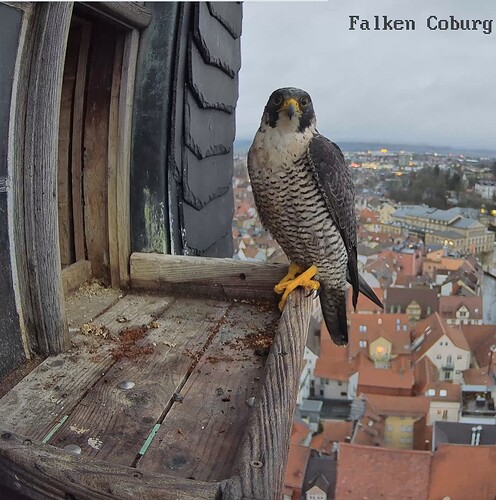 Screenshot_20260211_173229_Chrome