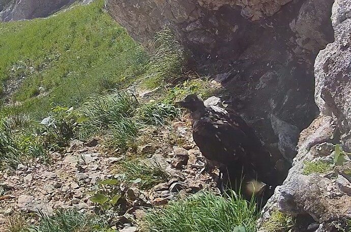 Gefiederpflege 19.06.25