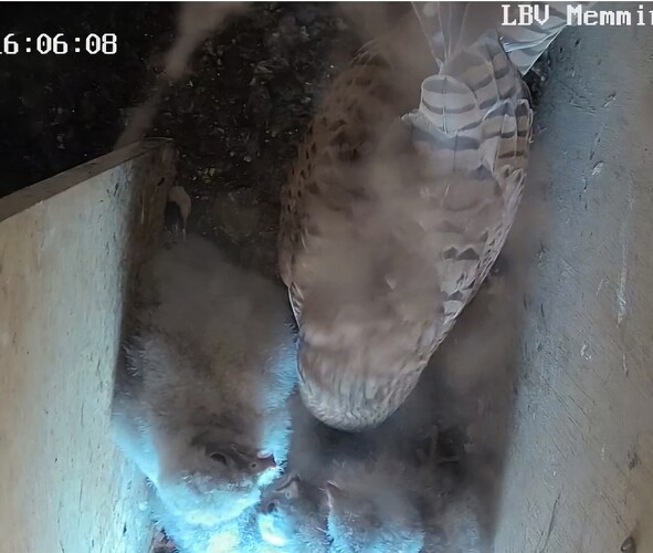 Screenshot_20240804_160737_Chrome