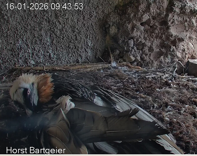 M richtet Federn 16.01.26