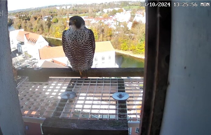 Screenshot_20241028-132619~2