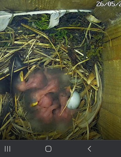 Screenshot_20240526-171905_Chrome