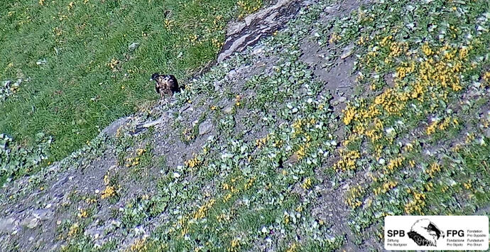 Wildi sichtet die Umgebung 19.06.26