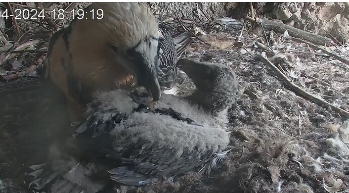 Elternputz vom Küken 18.04.24