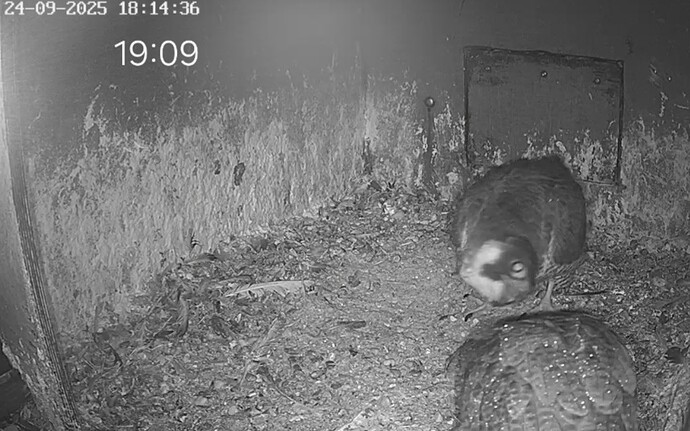 Screenshot_20250924_190904_Chrome