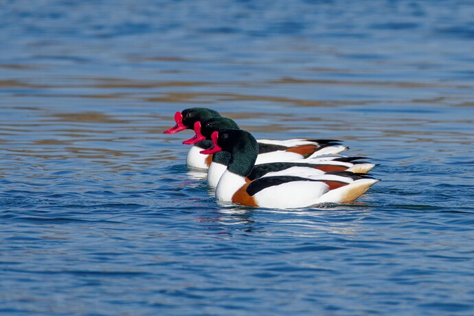 IMG_0271_DxO