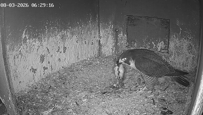 Screenshot_20260308_073129_Chrome