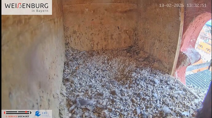 Screenshot_2026-02-13-13-33-00-356_com.google.android.youtube~2