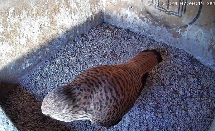 Screenshot_20240323-074043~2