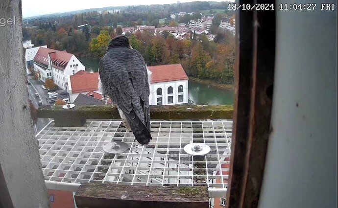 Screenshot_20241018-110448~2