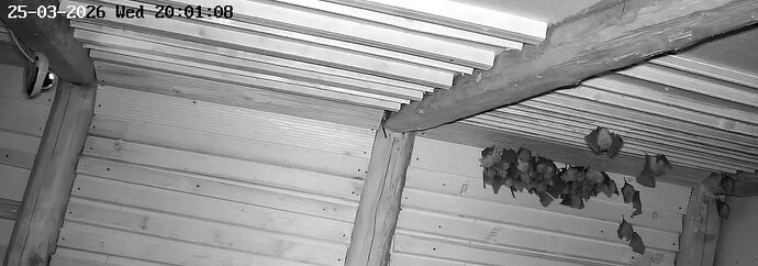 2026-03-25_4  ab 20.00 verkleinerter Cluster nach Jagdausflug