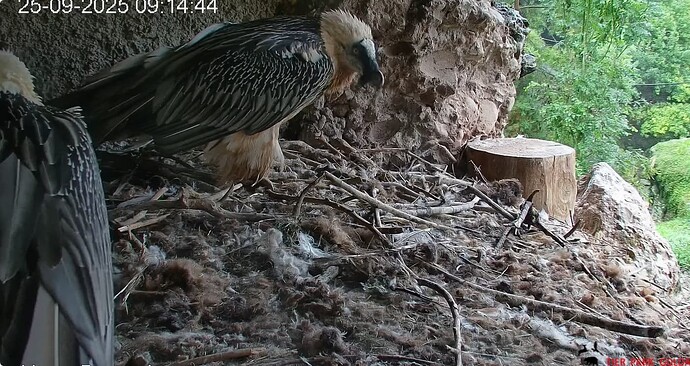 Beide im Horst 25.09.25