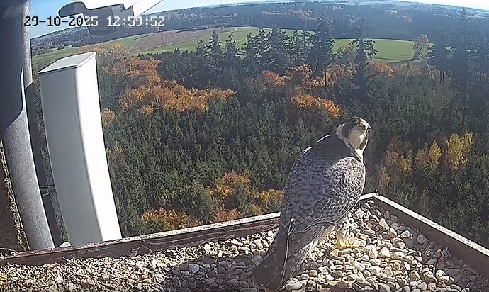 Screenshot 2025-10-29 120143