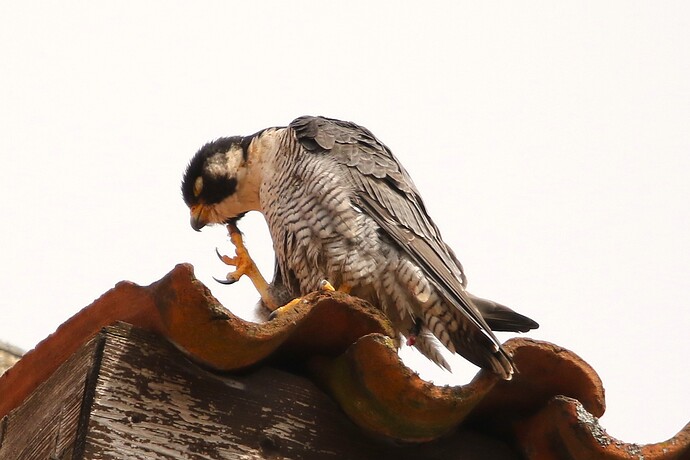 Falco Gefiederpflege 1