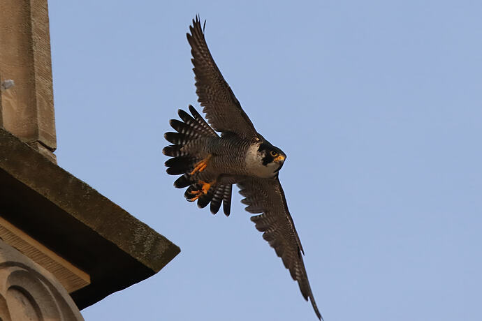 Falco 2a