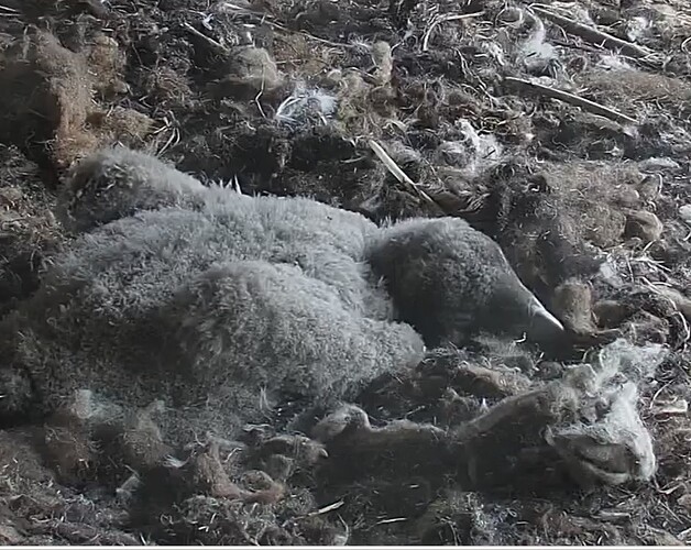 Lieber schlafen 28.03.24