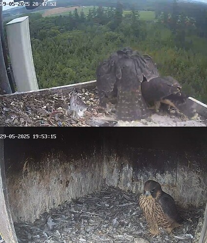 Screenshot_20250529_204749_Chrome