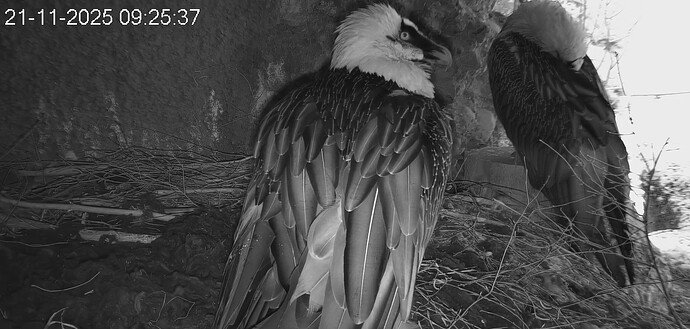 Schlafen u. Gefiederpflege 21.11.25