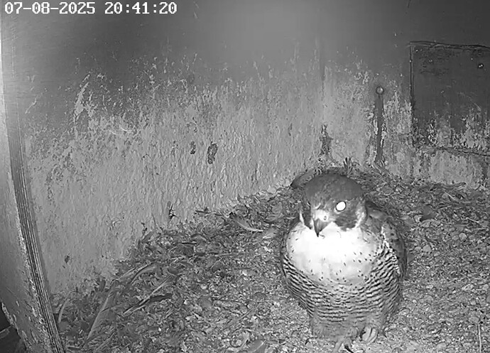 Screenshot_2025-08-07-21-35-49-415_com.android.chrome