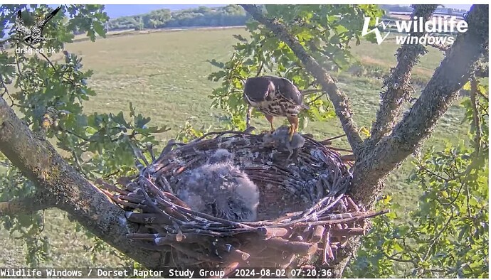 Screenshot 2024-08-02 100756