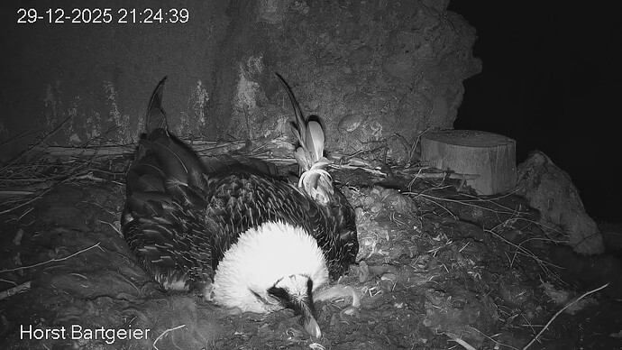 SnapShot-20251229_212538