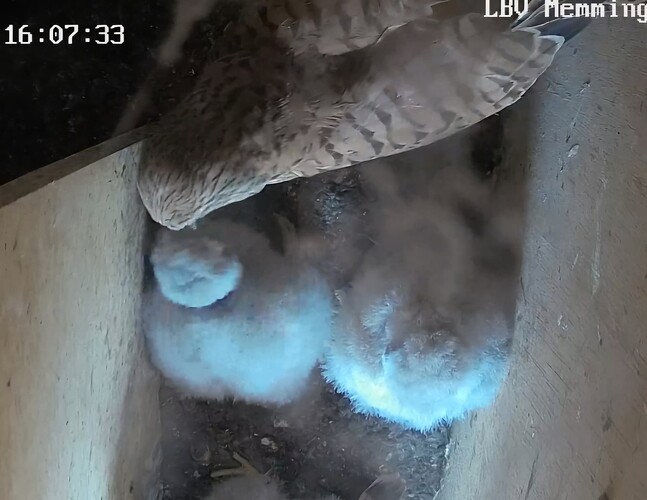 Screenshot_20240804_160902_Chrome