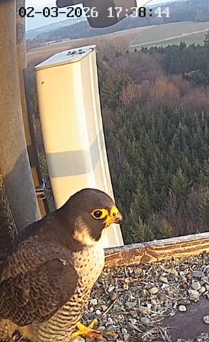 Screenshot_20260302_173813_Chrome