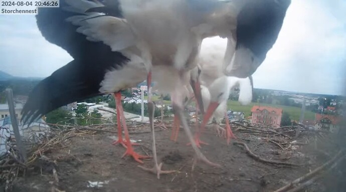 Screenshot_20240804_204700_YouTube