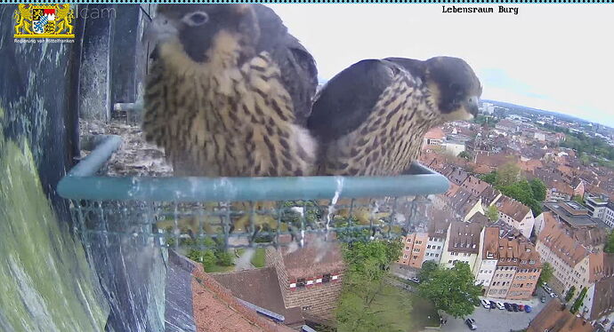 Snap_2023.05.13_17h15m34s_016_