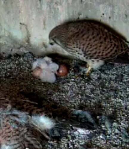 Screenshot_20240608-131041~2