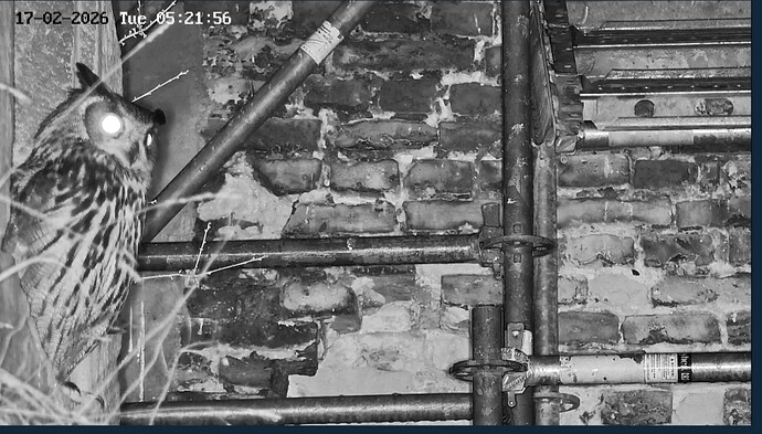 Screenshot_20260217_052206_Samsung Internet