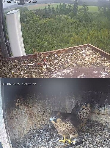 Screenshot_20250608_132237_Chrome