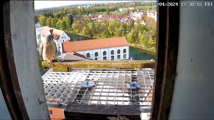 Screenshot_20240412_173917_Chrome