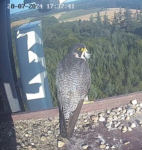 Screenshot_20240728_183619_Chrome