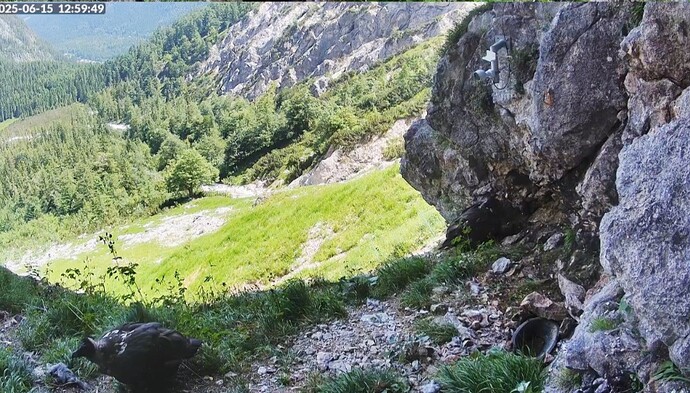 Screenshot_20250615_130009_Firefox