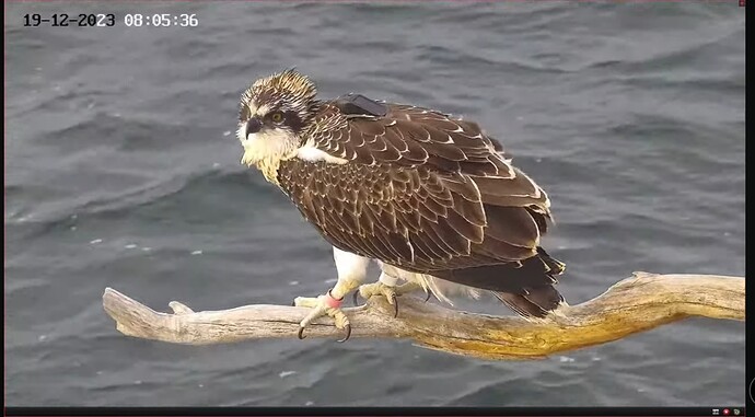 Screenshot_20231218_223917_YouTube