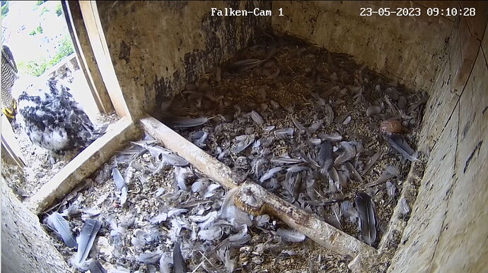 Snap_2023.05.23_09h10m57s_009_