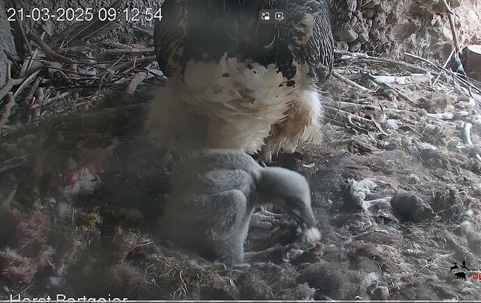 Sehr aufgeckt 21.03.25